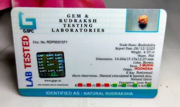 3 Mukhi Certificate