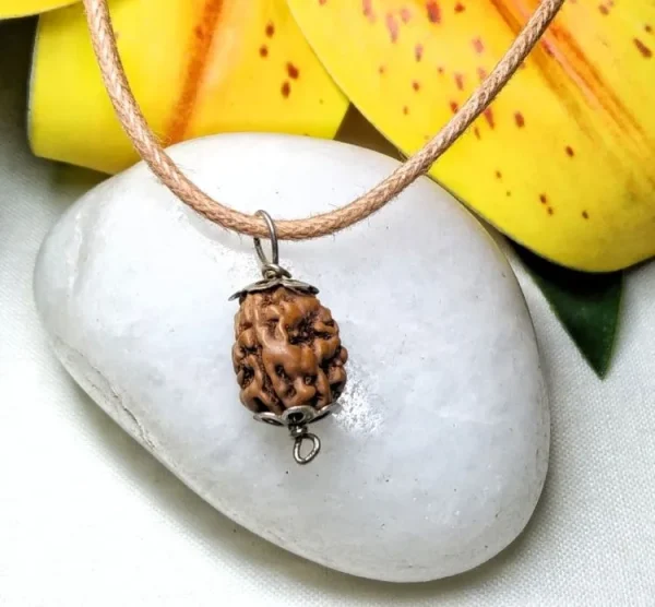 3 Mukhi Rudraksha