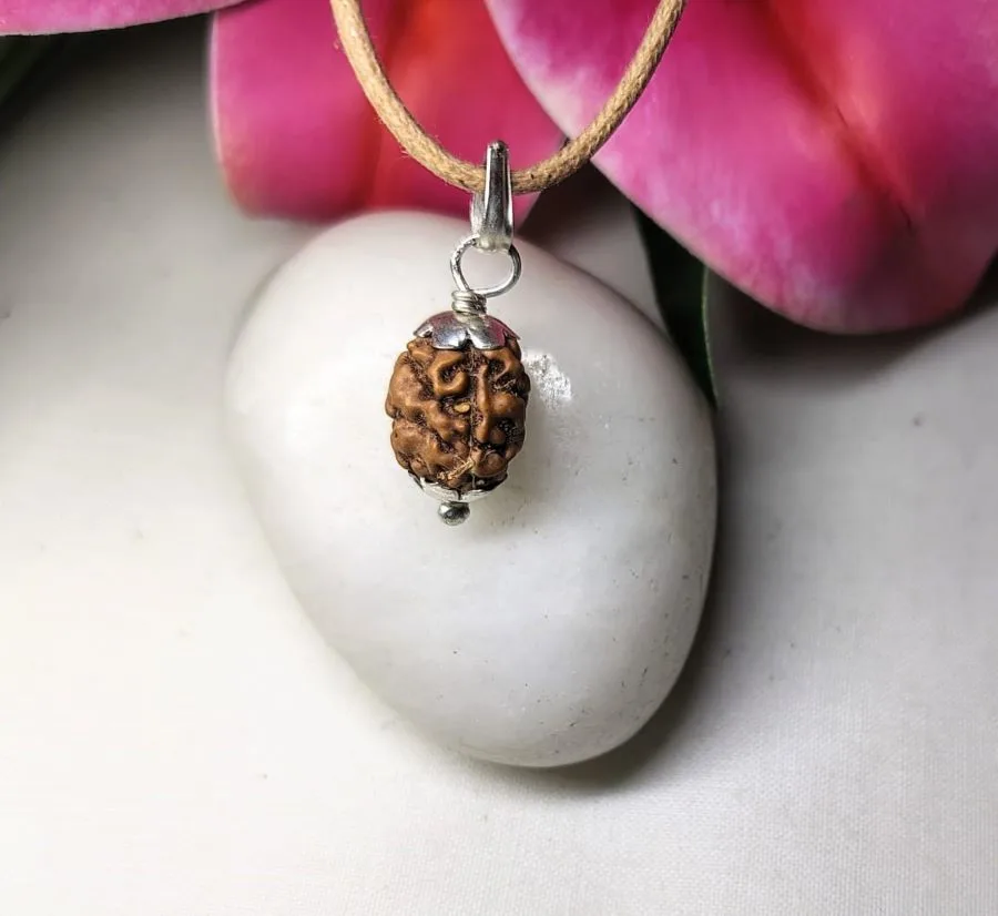 3 Mukhi Rudraksha
