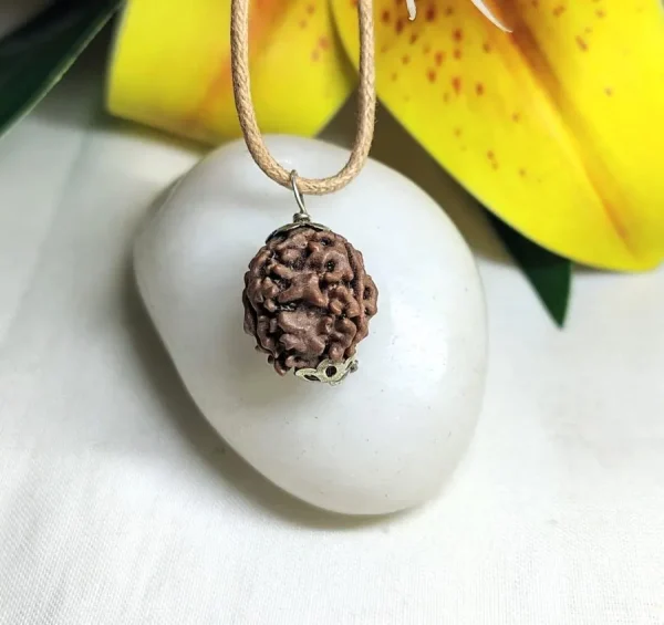 3 Mukhi Rudraksha