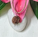 3 Mukhi Rudraksha