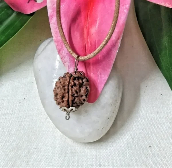 3 Mukhi Rudraksha