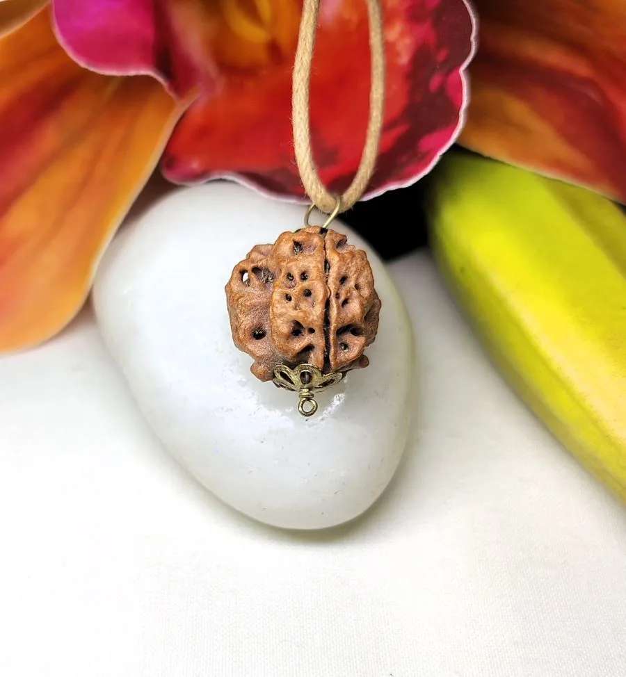 3 Mukhi Rudraksha