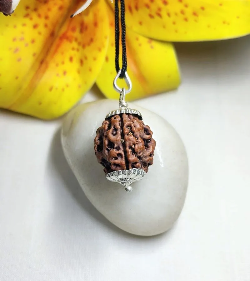3 Mukhi Rudraksha