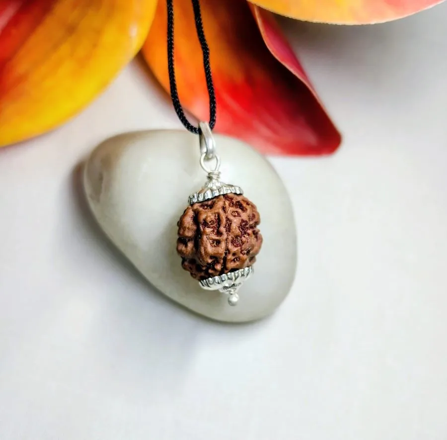 3 Mukhi Rudraksha