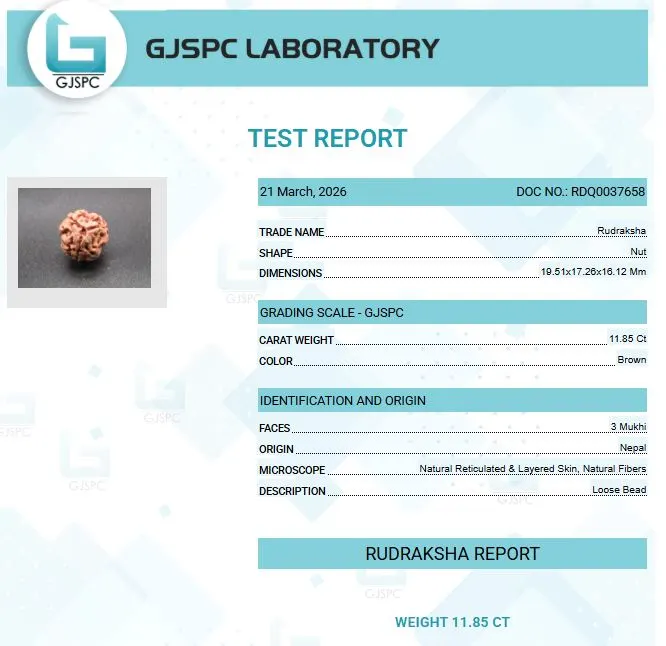 3 Mukhi Certificate
