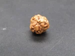 3 Mukhi Rudraksha