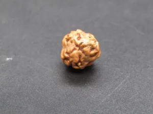 3 Mukhi Rudraksha