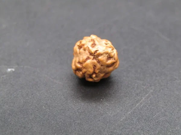 3 Mukhi Rudraksha