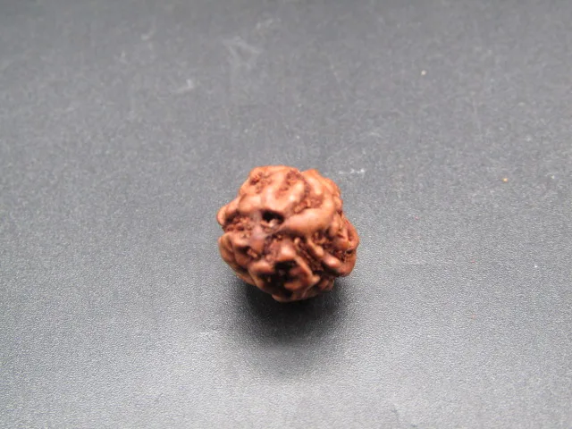 3 Mukhi Rudraksha