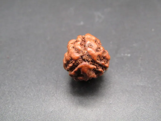 3 Mukhi Rudraksha