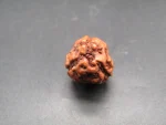 3 Mukhi Rudraksha