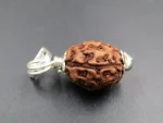 3 Mukhi Rudraksha