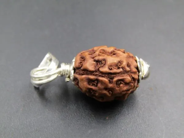 3 Mukhi Rudraksha