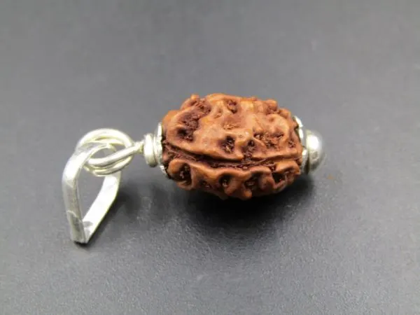 3 Mukhi Rudraksha
