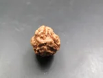 3 Mukhi Rudraksha