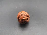 3 Mukhi Rudraksha