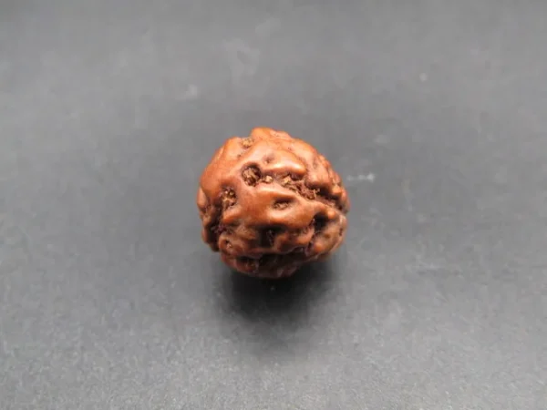 3 Mukhi Rudraksha