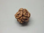 3 Mukhi Rudraksha