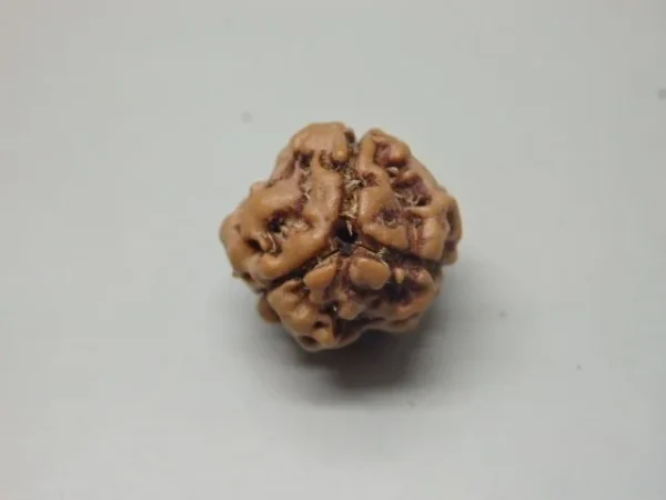 3 Mukhi Rudraksha