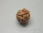 3 Mukhi Rudraksha
