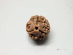 3 Mukhi Rudraksha