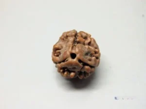 3 Mukhi Rudraksha