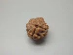 3 Mukhi Rudraksha