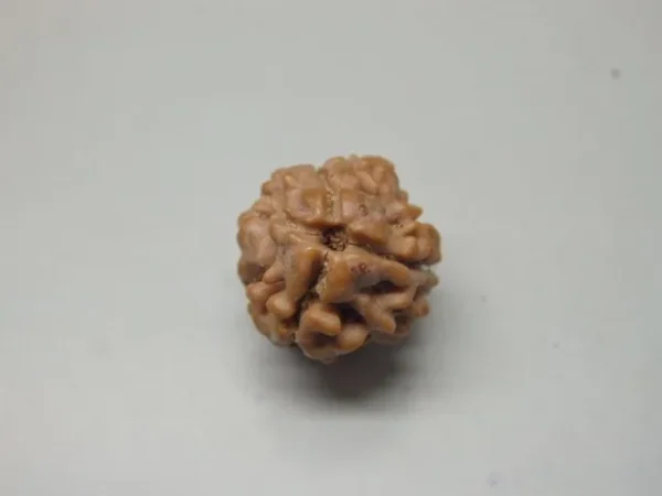 3 Mukhi Rudraksha