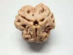 3 Mukhi Rudraksha