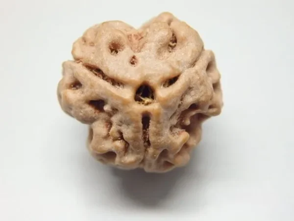3 Mukhi Rudraksha