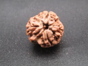 3 Mukhi Rudraksha