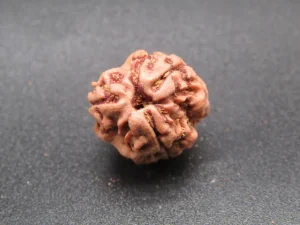 3 Mukhi Rudraksha