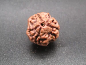 3 Mukhi Rudraksha