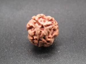3 Mukhi Rudraksha