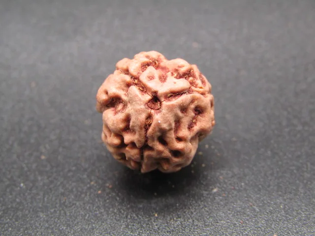 3 Mukhi Rudraksha