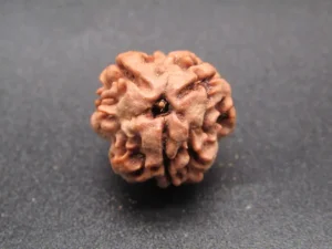3 Mukhi Rudraksha