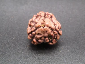 3 Mukhi Rudraksha