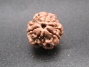 3 Mukhi Rudraksha