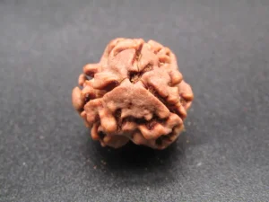 3 Mukhi Rudraksha