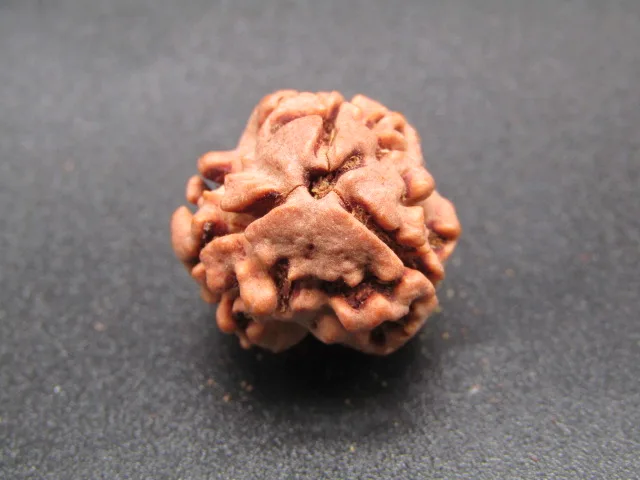 3 Mukhi Rudraksha