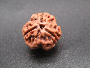 3 Mukhi Rudraksha