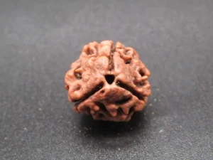 3 Mukhi Rudraksha