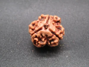 3 Mukhi Rudraksha