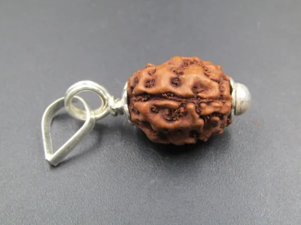3 Mukhi Rudraksha