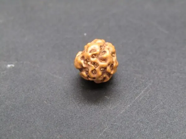 3 Mukhi Rudraksha