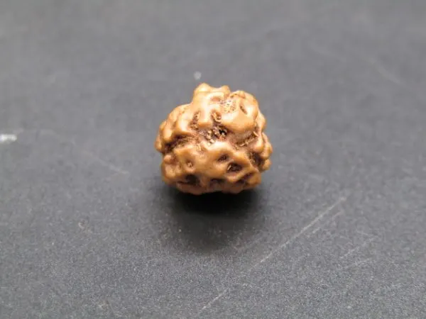 3 Mukhi Rudraksha