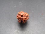 3 Mukhi Rudraksha