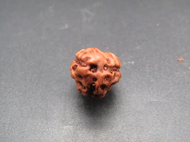 3 Mukhi Rudraksha