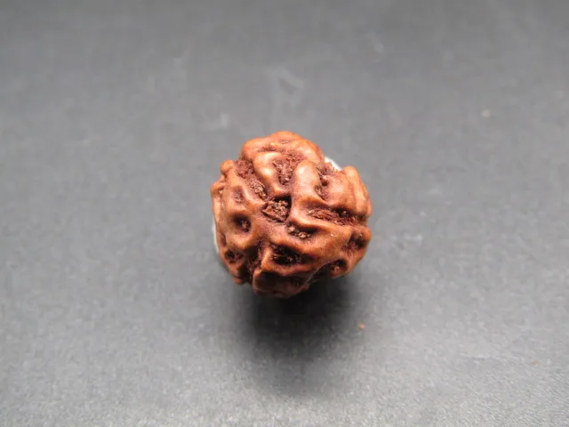 3 Mukhi Rudraksha